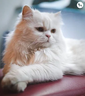 Persian cat