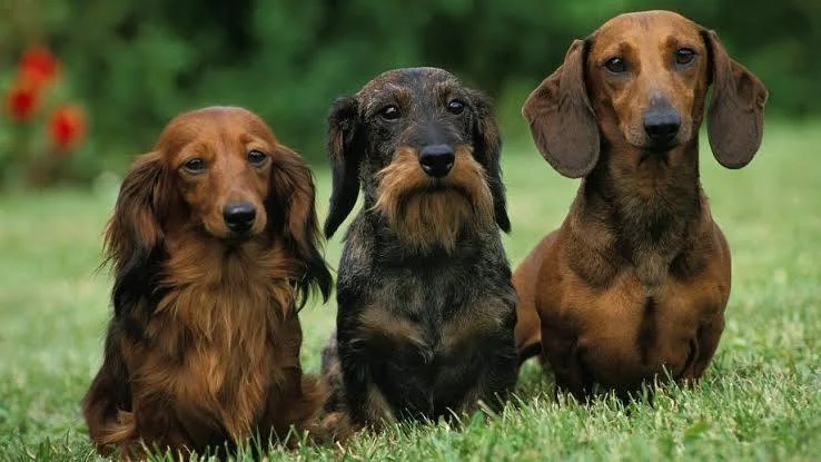 Dachshund